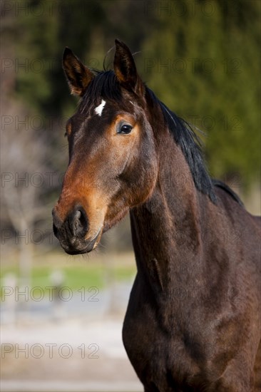 Austrian Warmblood