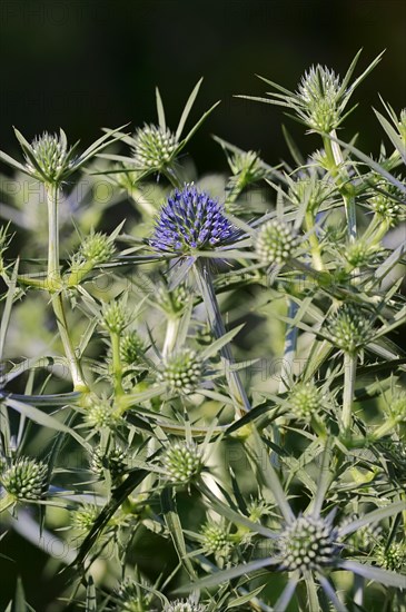 Amethyst Sea Holly (Eryngium amethystinum)