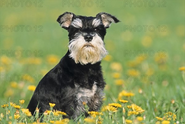 Miniature Schnauzer