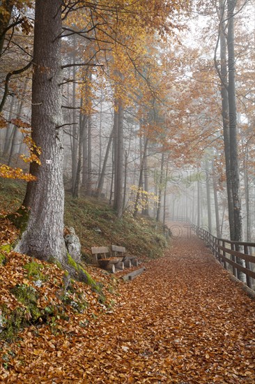 Fog in an autumn forest