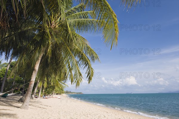 Beach with palm trees