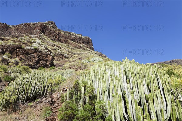 Canary Island Spurge (Euphorbia canariensis)