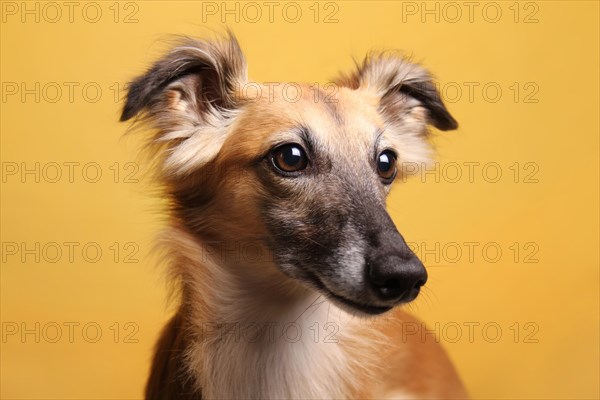 Longhaired Whippet or Silken Windsprite