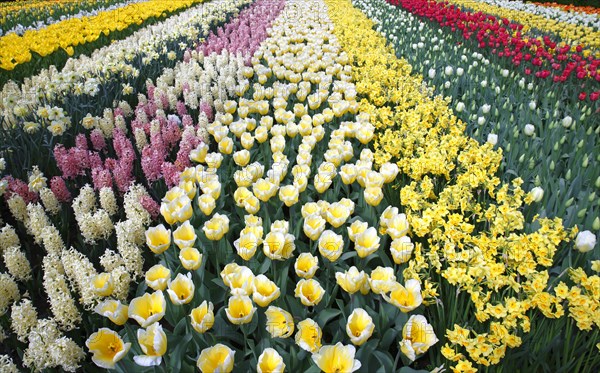 Colorful flower bed with spring flowering plants