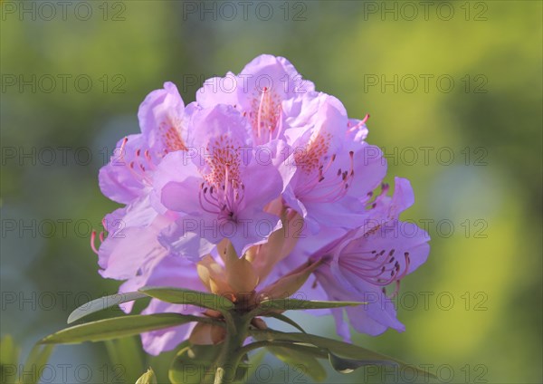 Catawba Rhododendron (Rhododendron catawbiense)