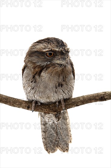 Tawny Frogmouth (Podargus strigoides)