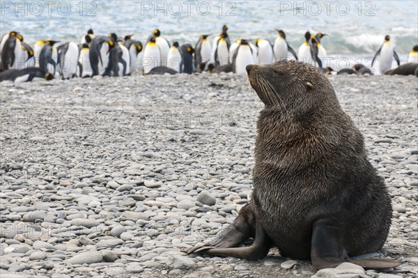 Antarctic Fur Seal (Arctocephalus gazella)