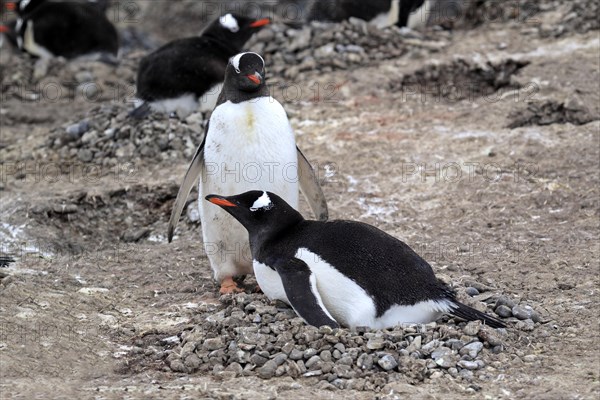 Gentoo Penguins (Pygoscelis papua)