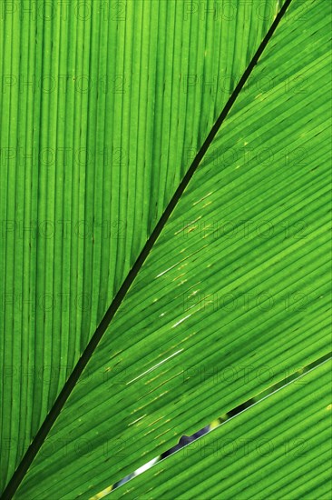 Palm leaf