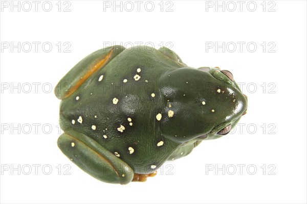 Australian Green Tree Frog (Litoria caerulea)