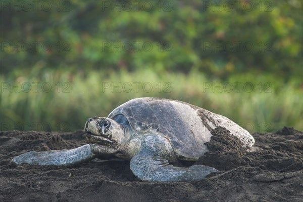 Olive Ridley Sea Turtle (Lepidochelys olivacea) during oviposition