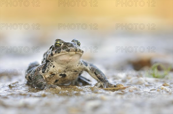 Green Toad (Bufo viridis complex) in an abandoned gravel pit