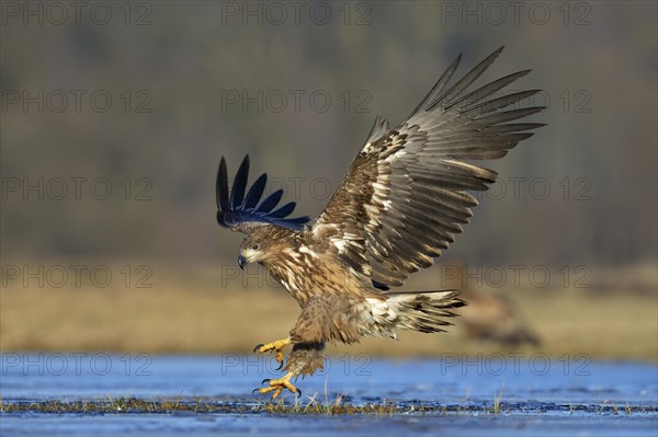 White-tailed Eagle (Haliaeetus albicilla)