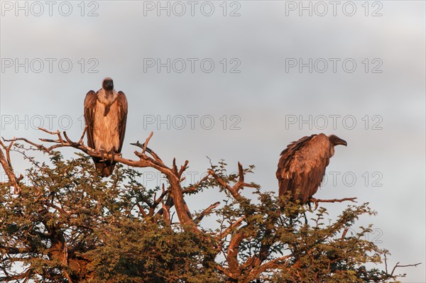 Cape Vulture (Gyps coprotheres)