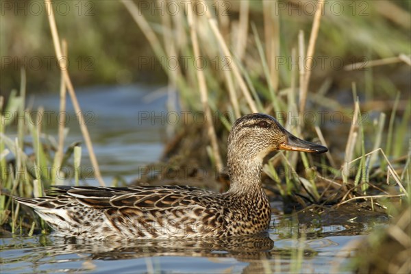 Common Teal (Anas crecca)