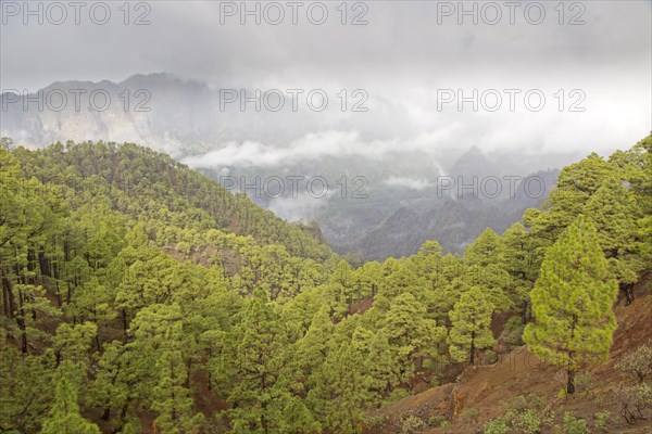 Wooded hills