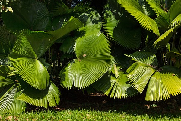 Huge palm fronds in the botanical garden of the Mae Fah Luang Art and Culture Park