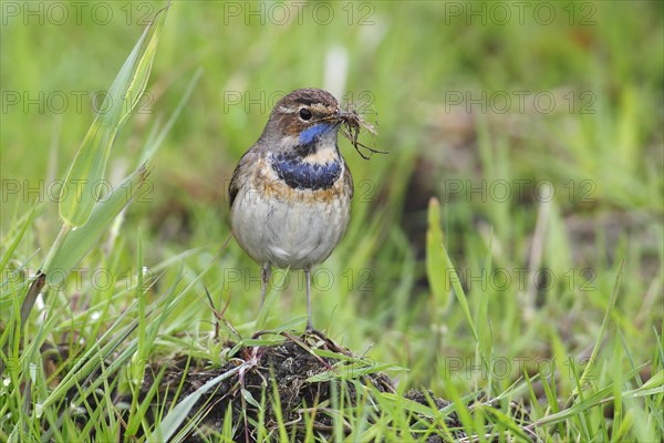Bluethroat (Luscinia svecica cyanecula)