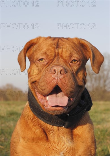 Dogue de Bordeaux or Bordeaux Mastiff