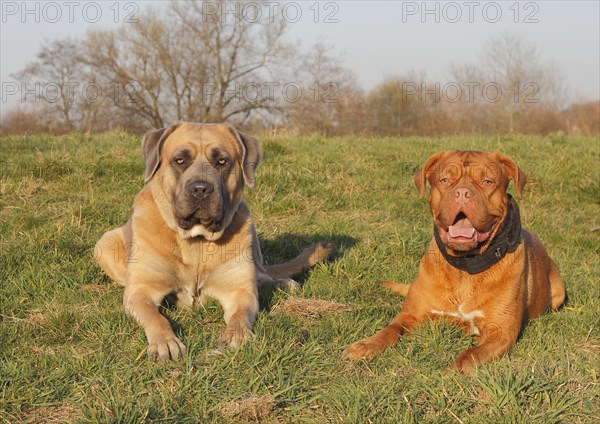 Dogue de Bordeaux or Bordeaux Mastiff and a Cane Corso Italiano lying on a meadow