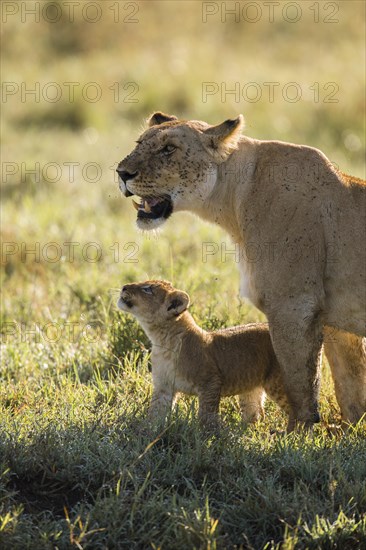 African Lion (Panthera leo) female with cub