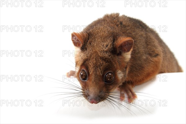 Common Ringtail Possum (Pseudocheirus peregrinus)