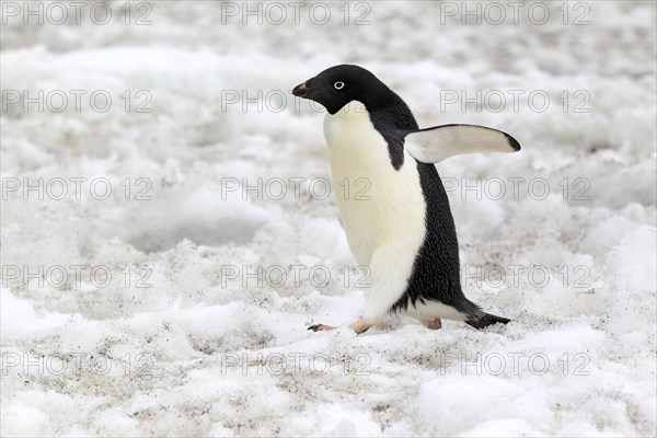 Adelie Penguin (Pygoscelis adeliae)