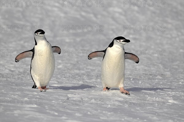 Chinstrap penguins (Pygoscelis antarctica) pair