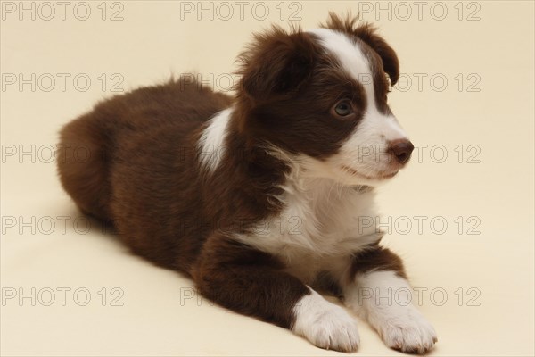 Miniature American Shepherd