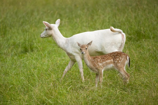 Fallow deer (Dama dama)