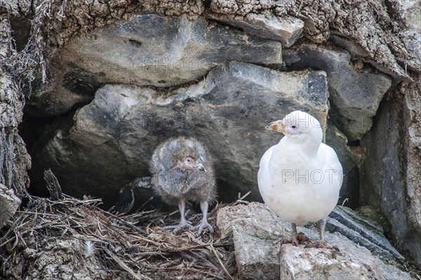 Snowy Sheathbill (Chionis alba)