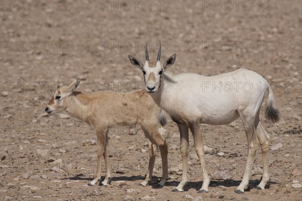 Arabian Oryx (Oryx leucoryx) with a calf