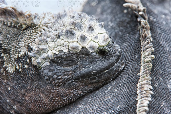 Sea Iguana or Galapagos Marine Iguana (Amblyrhynchus cristatus hassi)