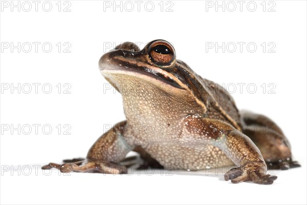 Green and Golden Bell Frog (Litoria aurea)