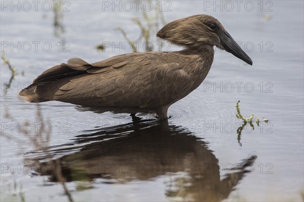 Hamerkop (Scopus umbretta)