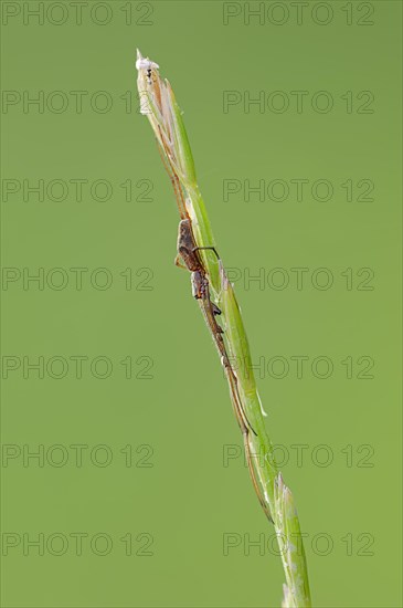 Dark Stretch-spider (Tetragnatha nigrita)