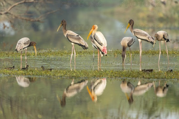 Painted Storks (Mycteria leucocephala)