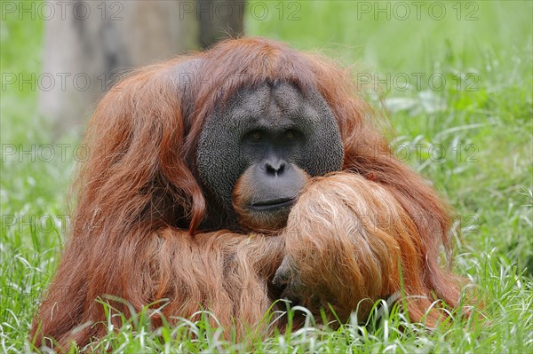 Sumatran Orangutan (Pongo pygmaeus abelii