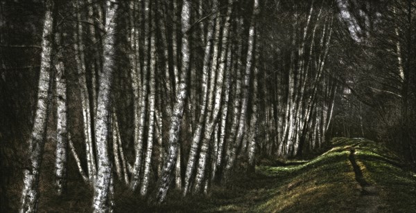 Birch copse at a flood protection embankment along the Spree River