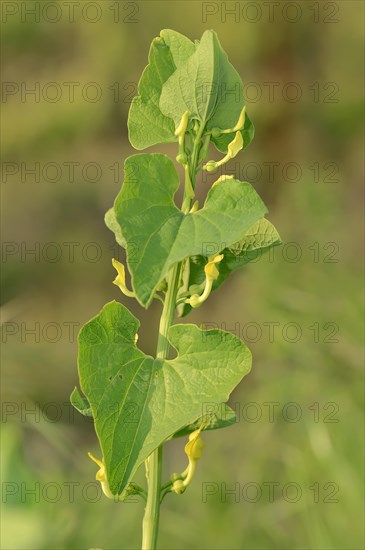 European Birthwort (Aristolochia clematitis)