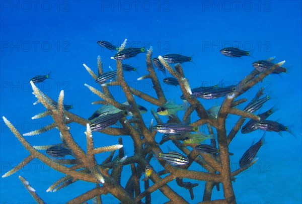 Five-lined cardinalfish (Cheilodipterus quinquelineatus) in an antler coral (Acropora)