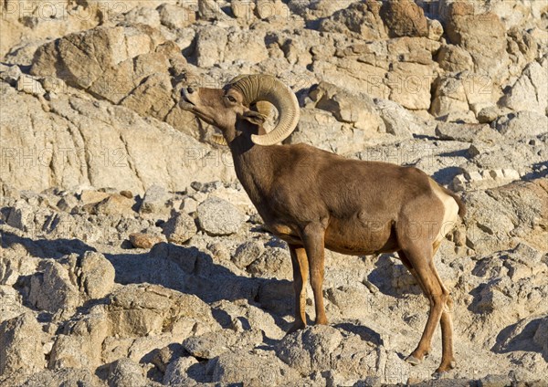 Bighorn Sheep (Ovis canadensis)