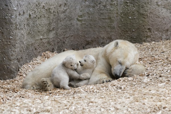 Polar Bears (Ursus maritimus)