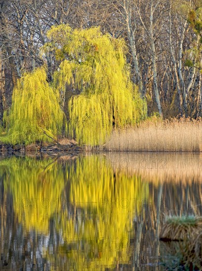 Flood plains of the Danube in spring