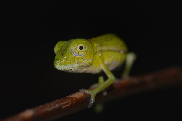 Chameleon (Calumma marojezense)