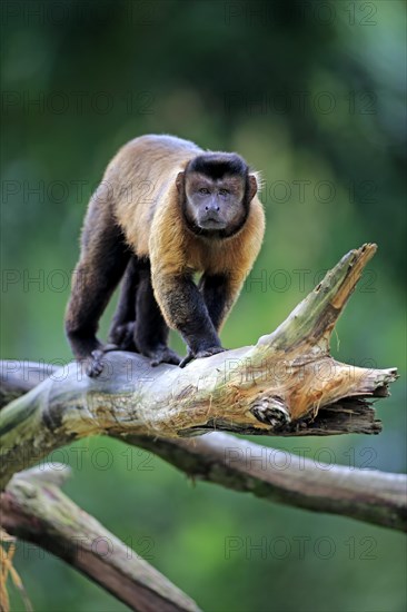 Brown Capuchin or Tufted Capuchin (Cebus apella)