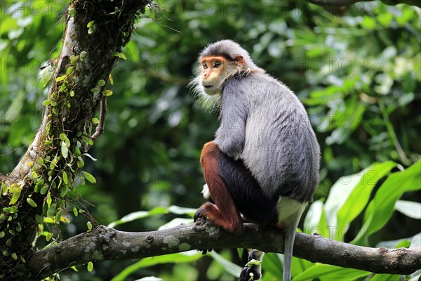 Red-shanked douc (Pygathrix nemaeus)