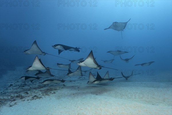 School of Spotted Eagle Rays (Aetobatus narinari) over a sandy sea floor