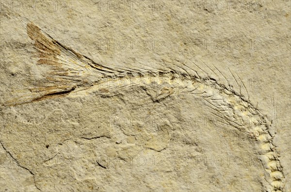 Fossil of a herring-related fish (Anaesthanion angustus)