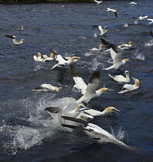 Gannets (Sula bassana) feeding on shoal of Mackerel in June